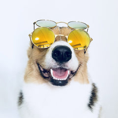 Medium Large Dog Glasses