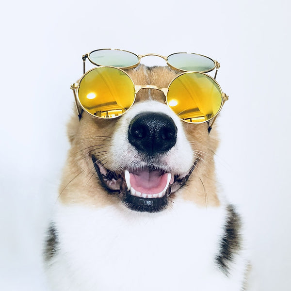 Medium Large Dog Glasses